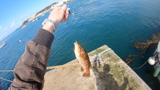 Fishing for Wrasse from Portaferry Pier