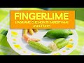  scopri lincredibile fingerlime lagrume pieno di sorprese 