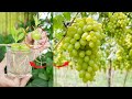 Grow grapes with styrofoam for super big grapes