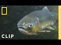 Pink salmon mom battles an uphill river journey | Incredible Animal Journeys | National Geographic