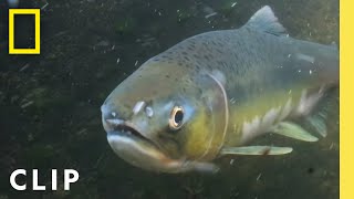 Pink salmon mom battles an uphill river journey | Incredible Animal Journeys | National Geographic