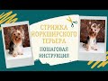 Стрижка йорка ножницами (груминг йоркширского терьера: как стричь уши, голову, когти, лапы... йорку)