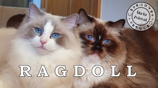 Škola Zvierat - Ragdoll