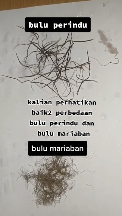 bulu perindu vs bulu mariaban perbedaan#shorts #buluperinduasli