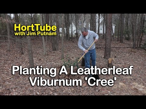 Video: Leatherleaf Viburnum-informatie - Zorg voor Leatherleaf Viburnum-struiken