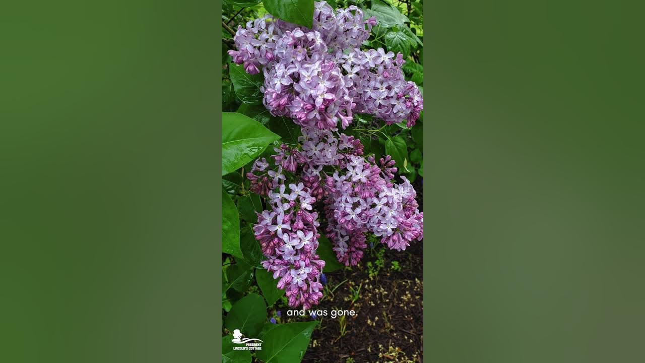 When Lilacs Last in the Dooryard Bloom'd YouTube