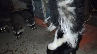 Skunks and Raccoons