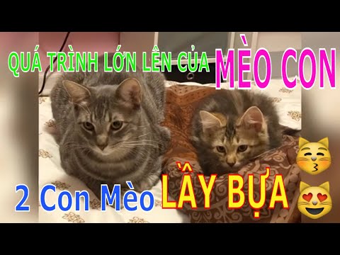 Video: Quá Trình Phẫu Thuật Cho Mèo 