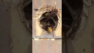 european hornets at nest entrance