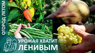 🍅 Что бывает на огороде у ленивых в августе: сбор урожая, минимальный уход 🌿 Опыт Гордеевых