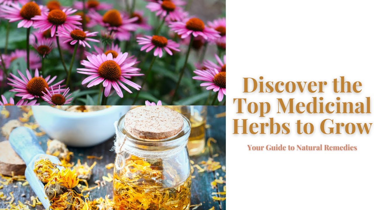 Harnessing Nature's Pharmacy: Discover the Top Medicinal Herbs to Grow | Your Guide to Natural 