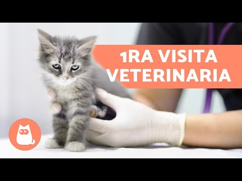 Video: La Salud Del Gato: La Opinión De Un Veterinario Sobre El Día De Llevar A Su Gato Al Veterinario