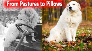 GREAT PYRENEES - THE FEROCIOUS GUARD DOG OR FAMILY PET? by Dog Lovers 281 views 3 months ago 3 minutes, 32 seconds