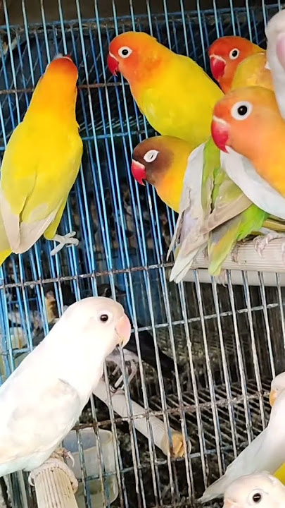 Lovebird prices at the Pramuka bird market #shorts