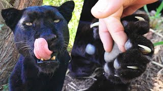 Kevin Richardson  Black Leopard Manicure? | The Lion Whisperer