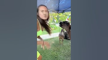 Animal Spit on a girls Face #SHORTS