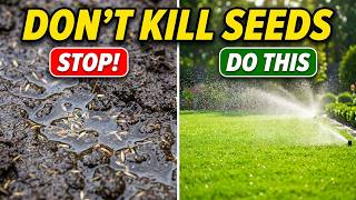 Watering New Grass After Seeding – Until the First Mow