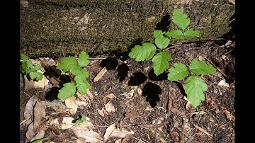 #39 Rhus tox - Homeopathic Remedy