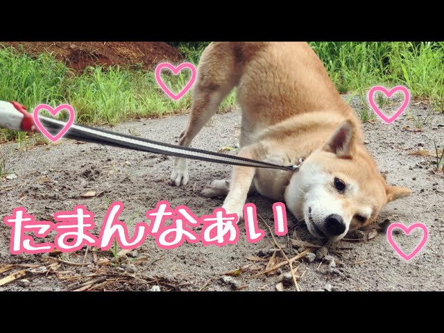 犬を恍惚とさせるものの正體狗聞到蚯蚓