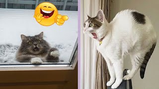 Try Not To Laugh Challenge - Funniest Cat \& Dog Vines compilation 2023 😆🐶