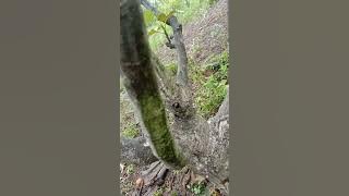 kelemahan tin on loa