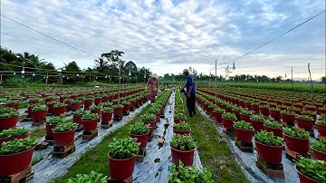 CHẾ ĐỘ PHÂN BÓN - KỸ THUẬT TRỒNG HOA CÚC PHA LÊ - TẬP 5 | TẾT 2025