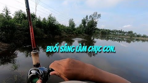 Câu cá lóc mùa lũ (P26).Phá kỉ lục bất thành.Thợ săn cá lóc.