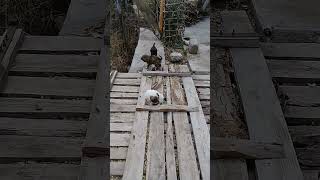 New Born Stray puppies food | Mountain Village | Nature Buddies #anime #animals #youtubeshorts #uk