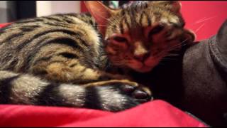 THE Cutest Cats!- Relax Mode-  Bengal Russian Blue by TheDoggyVloggy 428 views 9 years ago 54 seconds