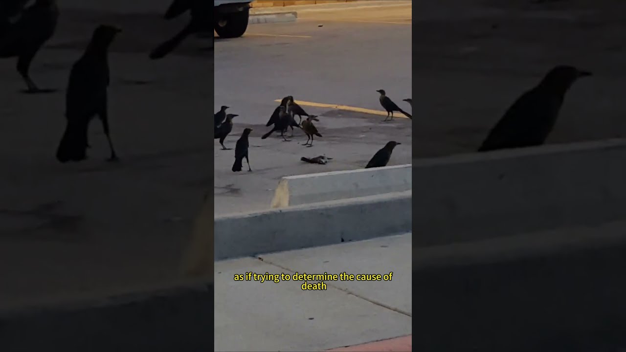 Crows Actually Hold Funerals For Their Fallen Companions Animalfacts