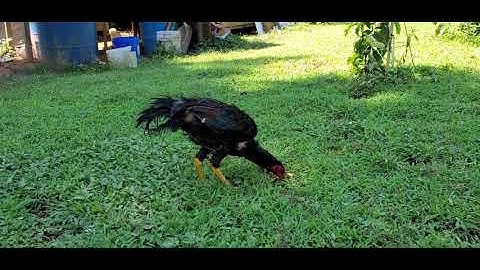 Qhia Txog Qaib Zuav Ceg  Yog Vim Ab Tsis?