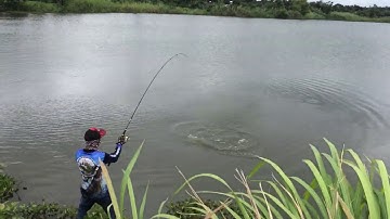 lên cá thác lác 8kg bằng mồi giả v60