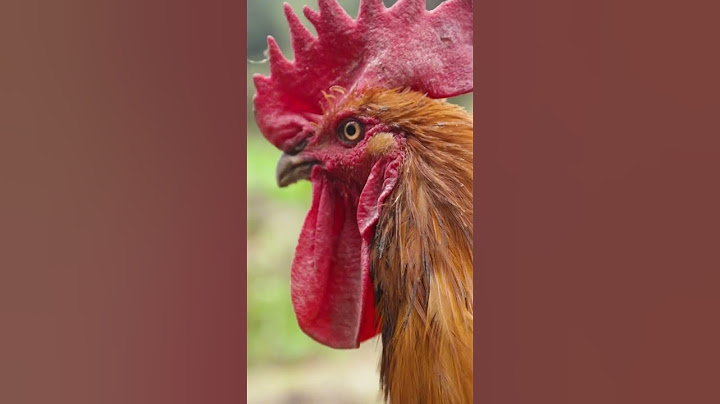 The Chicken Monster Actually Used The Nine-Yin White Bone Claw And Severely Injured The Hero！