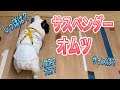 【犬用サスペンダー】赤ちゃんオムツ着用の方法〜しっぽの通し方〜