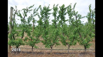 6. Nectarine Autumn Bright Vertical Leader canopy experiment 2015-2020