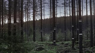 Intelligent forests are here