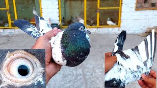 Taddy Kabootar Joro K Liyae Roky || Hashim Mahmood Pigeons