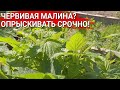 Червивая малина? Опрыскивать срочно!