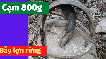 Cạm bẫy heo rừng,bẫy hoẵng mẫu sắt xoắn duy nhất 22cm .0375173348/0862655889