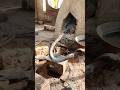 #blacksmith making #forging #water #drilling machine tool