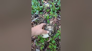 FOUND A HUGE EMPTY BOX TURTLE SHELL
