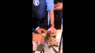 Vnv Schaal En Schelpdieren Workshop 2 2014