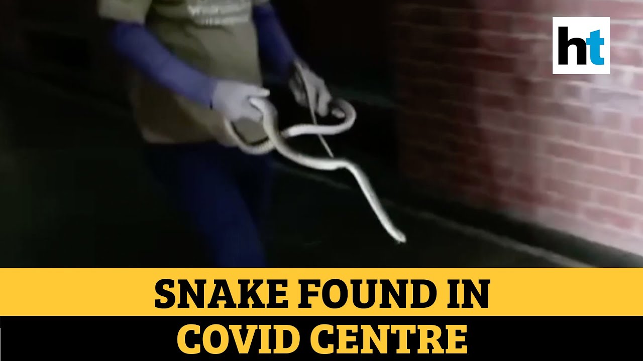 Watch: 6-feet-long rat snake found in Covid quarantine centre in Agra