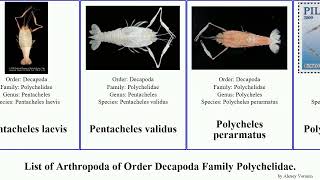 List Of Arthropoda Of Order Decapoda Family Polychelidae. Polycheles Laevis Aculeata Auriculata