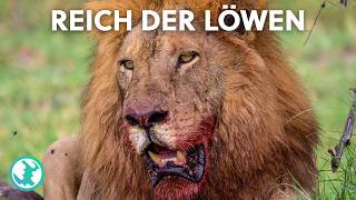 Kein Platz für Zwei: Der brutale Kampf zwischen Vater und Sohn im Löwenrudel