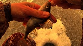 ловля окуня зимой | зимняя рыбалка видео(Всем привет. Еще одна рыбалка, целью которой, была ловля окуня на безмотылку