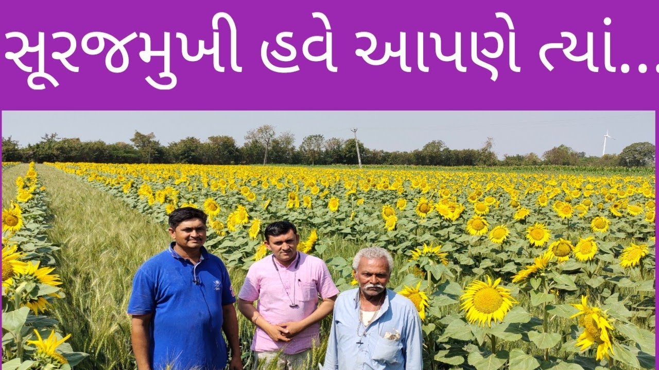 ઉનાળામાં પણ આંતરપાક તરીકે સૂરજમુખી ને શેઢા પર લઈ શકીએ...!