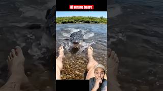 Di serang buaya saat mancing #buaya #lucu #macing #sahabat #sungai
