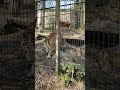 #russiantiger #tiger #asrmvideo #asrm #asmrlife