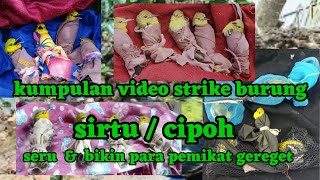 kumpulan video strike mikat burung sirtu seru #mikatburungsirtu #sirtu #cipohgacor #cipow